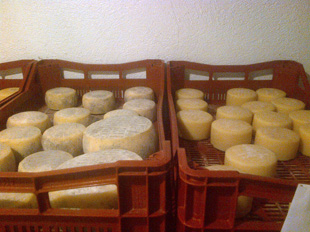 Cheese into fridge