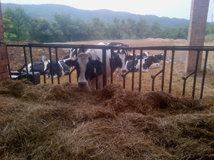 Farm